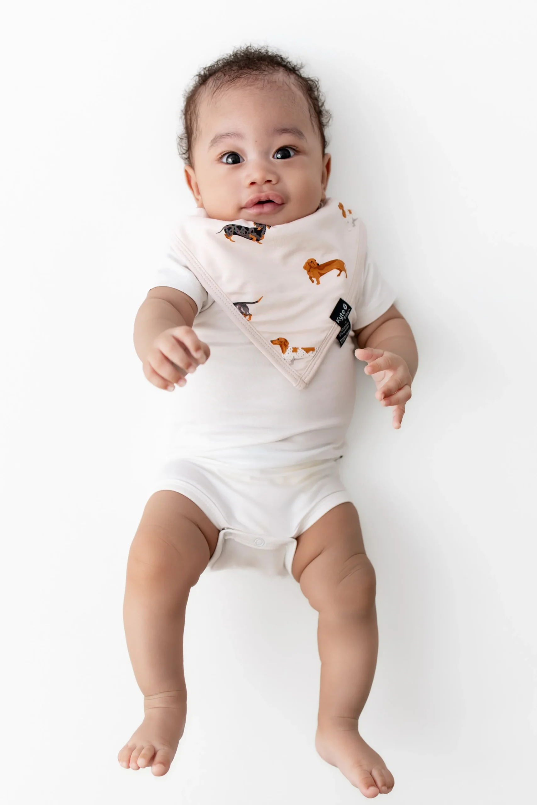 Bib in Dachshund