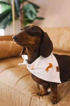 Dog Bandana in Dachshund