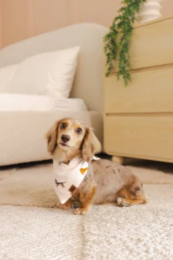 Dog Bandana in Dachshund