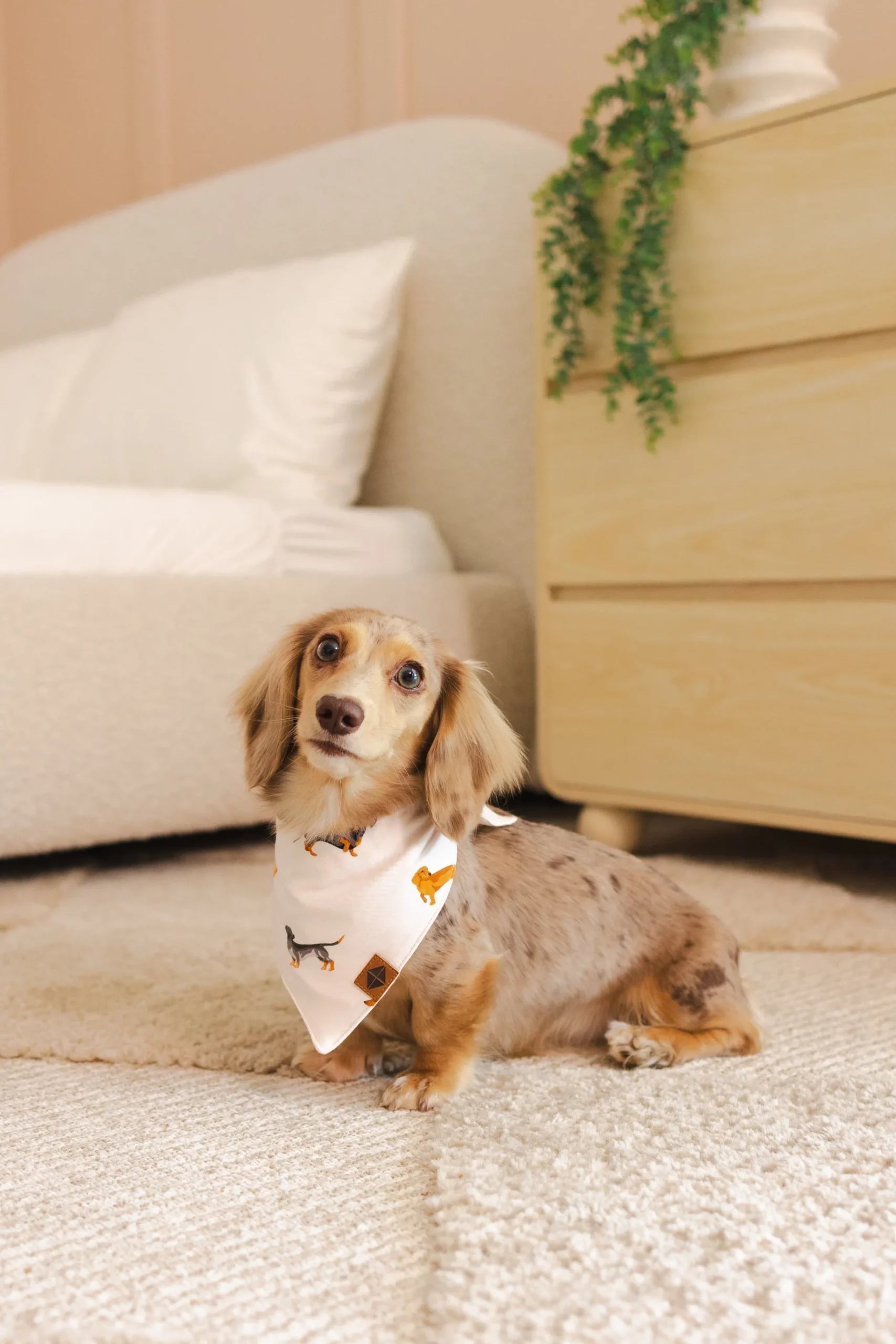 Dog Bandana in Dachshund