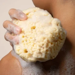 Sea Sponge