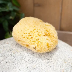 Sea Sponge